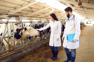 Hacer un currículum de veterinario: guía con ejemplo de CV